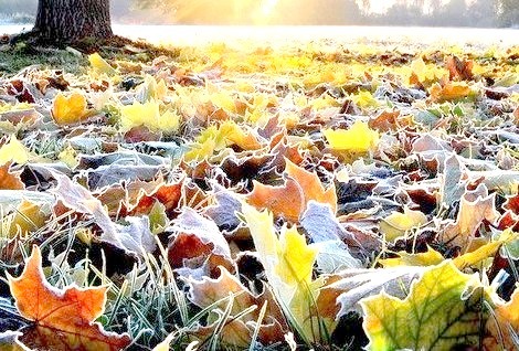 First Frost, Bloomington, Indiana