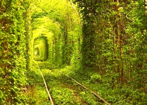 Tree Tunnel, Rivne, Ukraine