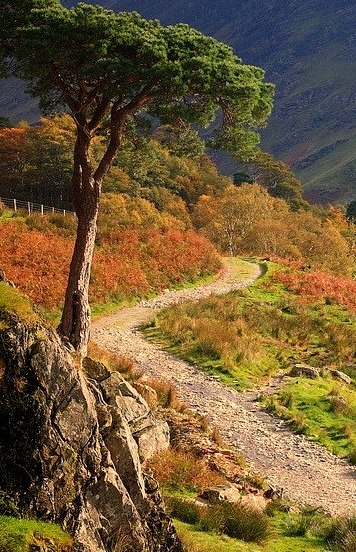Pine Tree and track, Buttermere, Lake District, England .]]>” id=”IMAGE-m794z0PcqB1r6b8aao1_500″ /></a></p>
<p>Pine Tree and track, Buttermere, Lake District, England .]]><br />#hiking, #travel, #europe, #landscape, #english</p>
    </div>
</article>
                        
	<nav class=