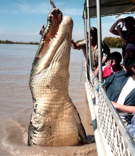 Monster Crocodile, Adelaide River, Australia