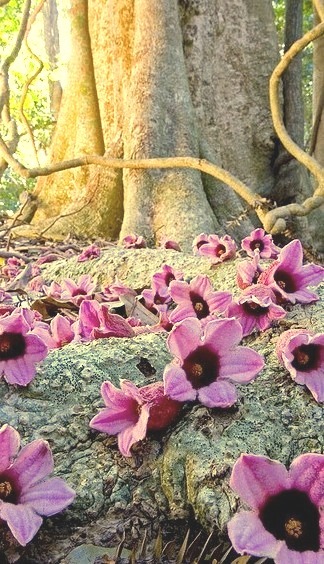 Fallen flowers on rainforest floor, Bunya Mountains, Australia