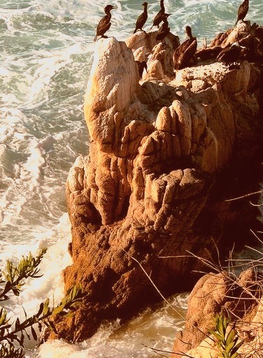 Cormorants on a sea rock, Baja California Sur, Mexico