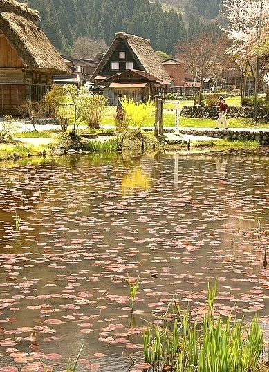 The pond of the leaves, Shirakawa-go, Japan